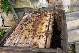 VIDEO: Cần mẫn nghề nuôi ong lấy mật làm giàu